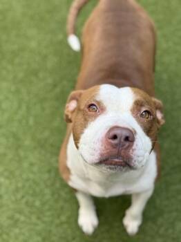 Tiana -  Mixed Breed Dog for Adoption in Atlanta, Georgia - Tiana | PetCurious
