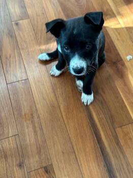 Carmela -  Pit Bull Terrier and Mixed Breed Dog for Adoption in Calgary, Alberta - Carmela | PetCurious