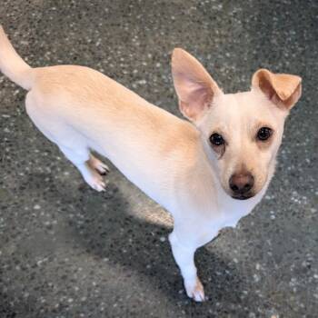 Sanji -  Chihuahua Dog for Adoption in St. Augustine, Florida - Sanji | PetCurious