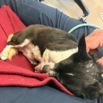 Chihuahua Dogs Available for Adoption in York, Pennsylvania - Pinto | PetCurious