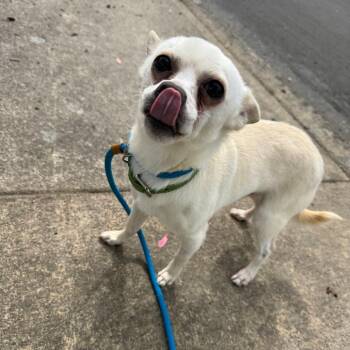 Chihuahua and Mixed Breed Dogs Available for Adoption in Newberg, Oregon - Rango | PetCurious