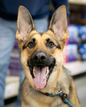 Shepherd Dogs Available for Adoption - Katana | PetCurious