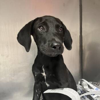 Mr. T -  Black Labrador Retriever Dog for Adoption in Birmingham, Alabama - Mr. T | PetCurious