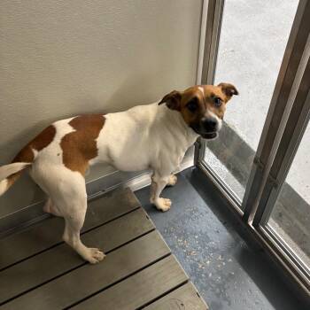 Mahomes -  Jack Russell Terrier and Mixed Breed Dog for Adoption in Galax, Virginia - Mahomes | PetCurious