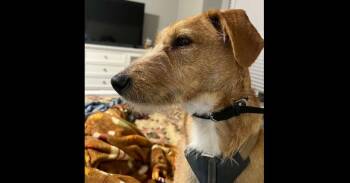 Terrier Dogs Available for Adoption in Dallas, Texas - Belle | PetCurious