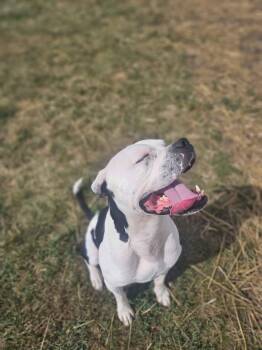 Rescue American Bulldog Dogs for Adoption in Mount Pleasant, Iowa - Jug | PetCurious