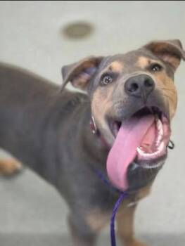 Retriever Dogs Available for Adoption in Blountville, Tennessee - Slate | PetCurious