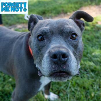Blu -  Pit Bull Terrier Dog for Adoption in Baltimore, Maryland - Blu | PetCurious