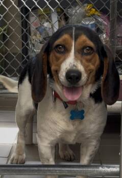 Beagle Dogs Available for Adoption in Wantagh, New York - June | PetCurious
