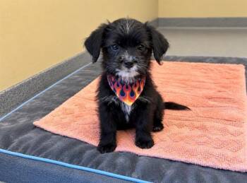 CANDICE -  Chihuahua and Cairn Terrier Dog for Adoption in Tustin, California - CANDICE | PetCurious