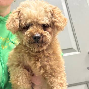 Ocean -  Miniature Poodle Dog for Adoption in Normal, Illinois - Ocean | PetCurious