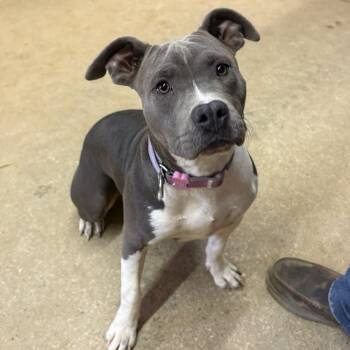 Rescue Pit Bull Terrier Dogs for Adoption in Mooresville, Indiana - Dolly | PetCurious