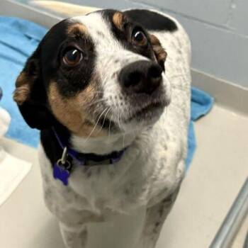 Mixed Breed Dogs Available for Adoption in Enfield, New Hampshire - Lacey | PetCurious