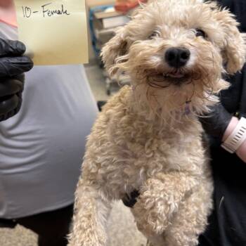 Latte -  Schnauzer and Mixed Breed Dog for Adoption in Great Falls, Montana - Latte | PetCurious