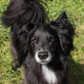 Max -  Australian Shepherd and Mixed Breed Dog for Adoption in Middletown, Rhode Island - Max | PetCurious