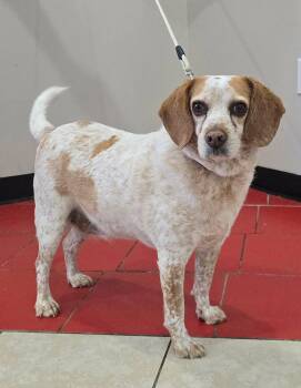 Beagle and Hound Dogs Available for Adoption - Scout | PetCurious