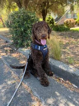 Bear -  Labradoodle Dog for Adoption in Lafayette, California - Bear | PetCurious