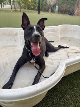 Anderson -  Australian Cattle Dog Blue Heeler and Pit Bull Terrier Dog for Adoption in Austin, Texas - Anderson | PetCurious