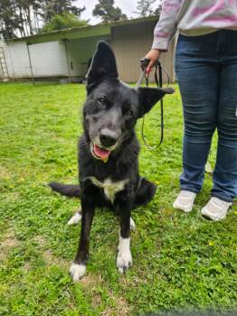 Millie -  Border Collie Dog for Adoption in Crescent City, California - Millie | PetCurious