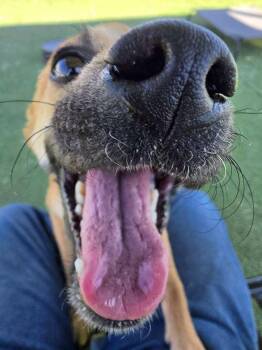 Pug and Chihuahua Dogs Available for Adoption in Truth Or Consequences, New Mexico - Finn | PetCurious