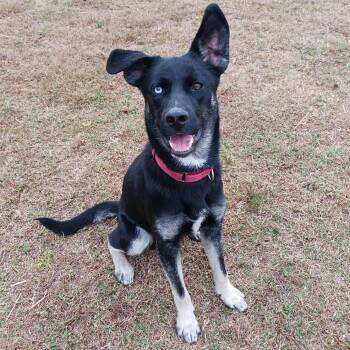 Rescue Shepherd Dogs for Adoption in Hopkinton, Massachusetts - Nomad | PetCurious