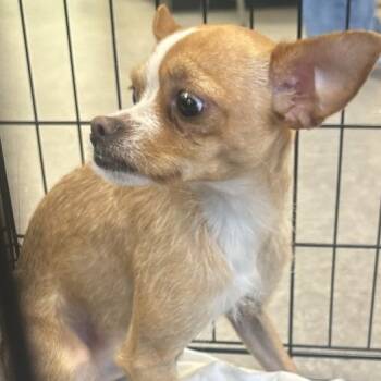 Bridge -  Chihuahua Dog for Adoption in West Chester, Pennsylvania - Bridge | PetCurious
