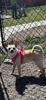 Chihuahua Dogs Available for Adoption - Moon Baby | PetCurious