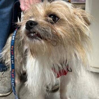 Rescue Terrier Dogs for Adoption in Stanhope, New Jersey - Gremlin | PetCurious