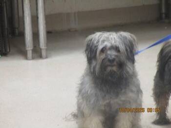Skyy(316) -  Yorkshire Terrier Dog for Adoption in Marietta, Georgia - Skyy(316) | PetCurious