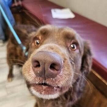 Chesapeake Bay Retriever and Labrador Retriever Dogs Available for Adoption - Theo (20260322-01) | PetCurious