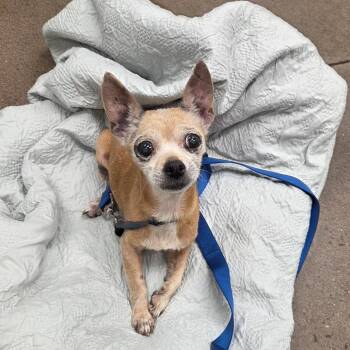 Anna -  Chihuahua Dog for Adoption in Chattanooga, Tennessee - Anna | PetCurious