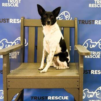 YAHTZEE -  Terrier and Mixed Breed Dog for Adoption in Waterford, New Jersey - YAHTZEE | PetCurious