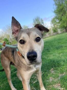 German Shepherd Dog Dogs Available for Adoption in Chicago, Illinois - Syrup | PetCurious