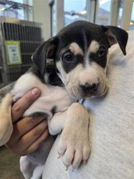 Terrier Dogs Available for Adoption - ELCIN | PetCurious