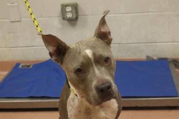 Rescue Mixed Breed Dogs for Adoption in Columbia, South Carolina - CANDY | PetCurious