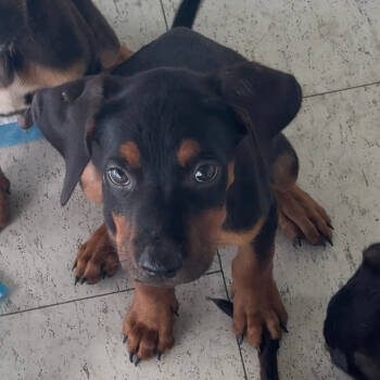 Rescue Rottweiler Dogs for Adoption in Clarksdale, Mississippi - Curry | PetCurious
