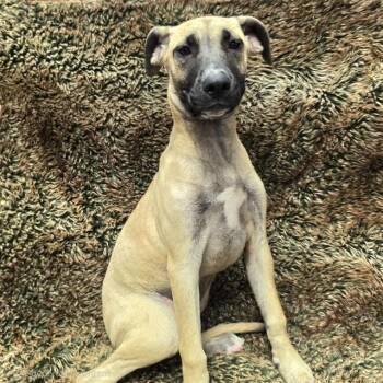CASHMERE -  Mastiff and Mixed Breed Dog for Adoption in Long Beach, California - CASHMERE | PetCurious