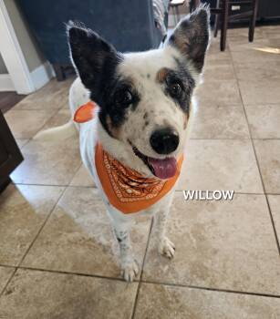 Australian Cattle Dog Blue Heeler Dogs Available for Adoption in Manassas, Virginia - Willow | PetCurious