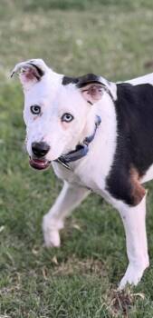 Max -  Catahoula Leopard Dog and Mountain Cur Dog Available for Adoption in Gilbert, Arizona - Max | PetCurious