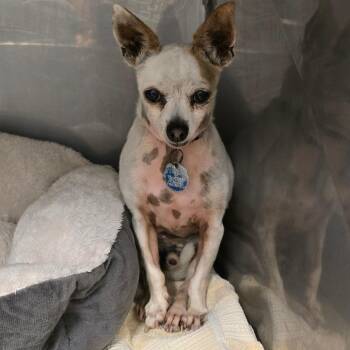 Bruno -  Chihuahua Dog for Adoption in Waldorf, Maryland - Bruno | PetCurious
