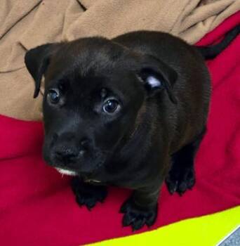 Butter Pecan -  Retriever and Mixed Breed Dog for Adoption in Kansas City, Missouri - Butter Pecan | PetCurious