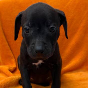 Spidey -  Black Labrador Retriever and Mixed Breed Dog for Adoption in St. Peters, Missouri - Spidey | PetCurious
