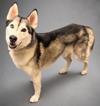 Monroe (Roe-Roe) -  Husky and Mixed Breed Dog for Adoption in Bowling Green, Kentucky - Monroe (Roe-Roe) | PetCurious