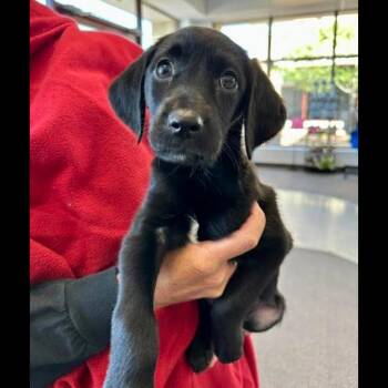 Labrador Retriever Dogs Available for Adoption in Midlothian, Virginia - Van Gogh | PetCurious