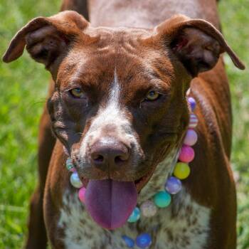 Soulful Poppy -  American Staffordshire Terrier Dog for Adoption in Houston, Texas - Soulful Poppy | PetCurious