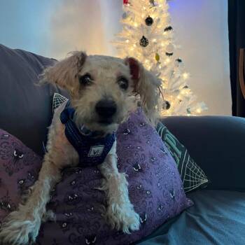 Muppet -  Poodle Dog for Adoption in Port Richey, Florida - Muppet | PetCurious