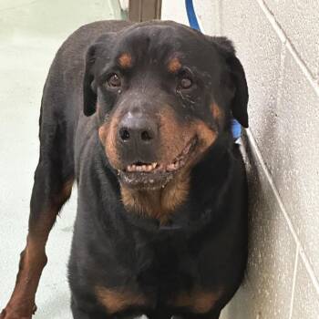 Mixed Breed Dogs Available for Adoption - Taki | PetCurious