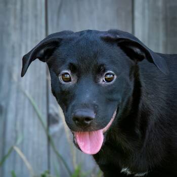 Weave -  Labrador Retriever Dog for Adoption in Houston, Texas - Weave | PetCurious