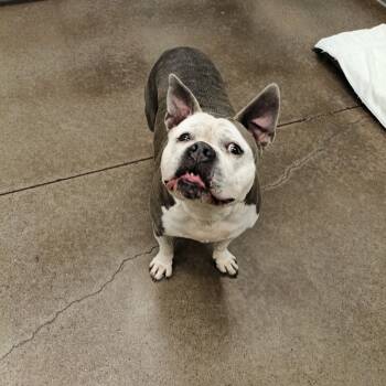 Rescue Pit Bull Terrier Dogs for Adoption in Chattanooga, Tennessee - ButterCup | PetCurious