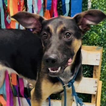 Mixed Breed Dogs Available for Adoption - Bucee | PetCurious